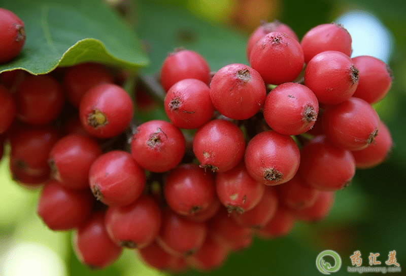 ��ζ����ô�Ժ�