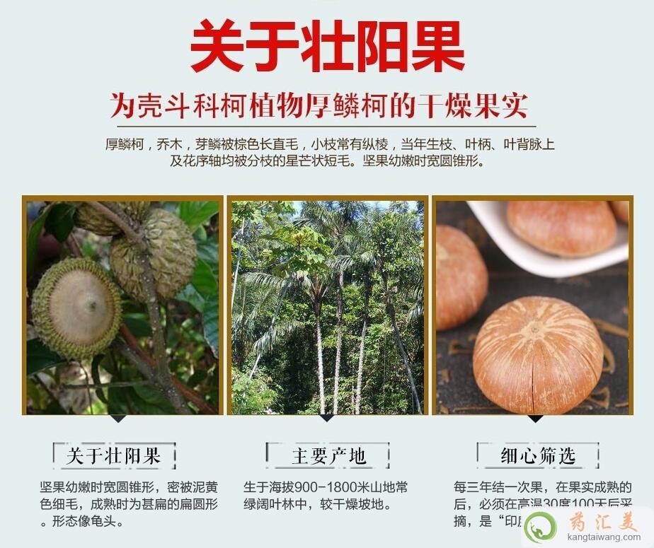 壯陽果的功效與作用