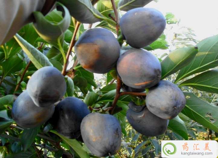 失眠可以吃黑柿番茄 失眠可以吃黑柿番茄