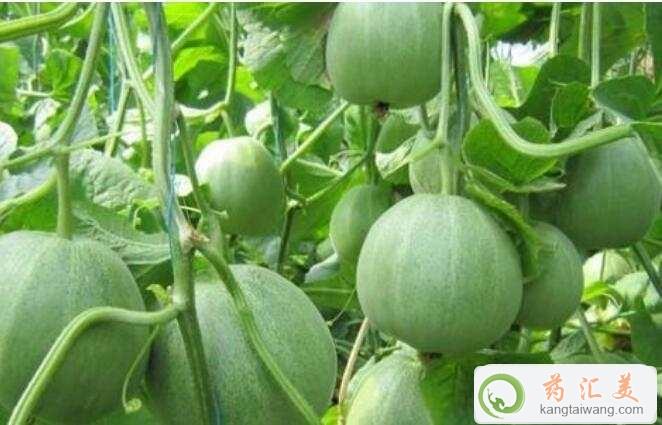 胰腺炎恢復期能不能吃甜瓜 胰腺炎恢復期能不能吃甜瓜